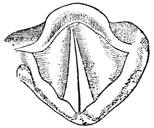File:PSM V64 D268 Vocal cords in position for speaking or singing.png